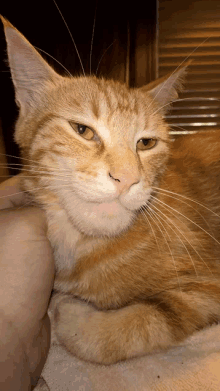 a close up of an orange and white cat laying on a white towel