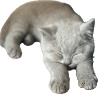 a cat laying down with its eyes closed on a white background