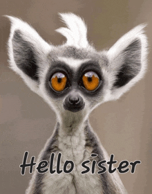 a picture of a lemur with the words hello sister on it