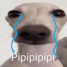 a close up of a dog 's face with tears coming out of its eyes and the word pipipipi written on it .