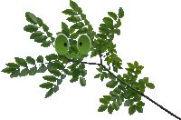 a tree branch with green leaves and a face made out of them