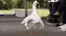 a white duck is standing on its hind legs on a sidewalk next to a person with a cast on their foot .