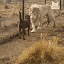 a white lion and a brown dog are standing next to each other in a fenced in area with a cat collective logo