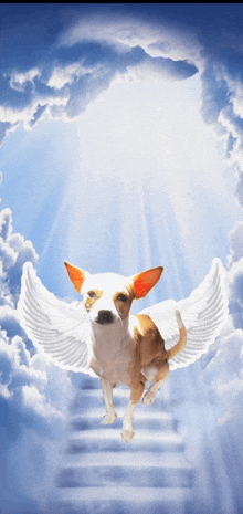 a brown and white dog with angel wings is walking up a staircase