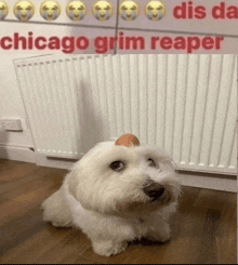 a small white dog with an egg on its head in front of a radiator with the words chicago grim reaper written above it