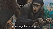 a couple of apes sitting next to each other with the words " apes together strong " below them