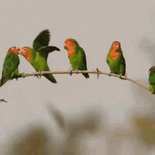 a group of green and orange birds perched on a tree branch