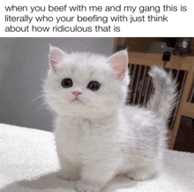 a small white kitten with a caption that says when you beef with me and my gang