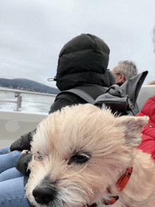 a dog with a red collar is sitting on a person 's lap