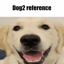 a close up of a dog with the words dog2 reference written above it