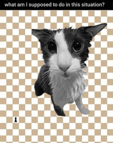 a black and white cat on a checkered background with what am i supposed to do in this situation