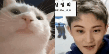 a close up of a cat next to a close up of a man 's face .