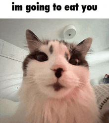 a close up of a cat 's face with the words `` i 'm going to eat you '' above it .