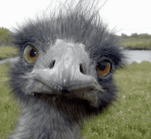 a close up of an ostrich 's head looking at the camera .