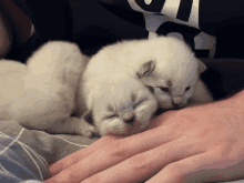 two white kittens sleeping on a person 's lap