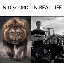 a picture of a lion next to a picture of a man taking a picture of himself in a gym