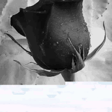 a close up of a black rose with water drops on it .