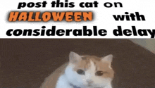 a picture of a cat next to a post that says post this cat on halloween with considerable delay