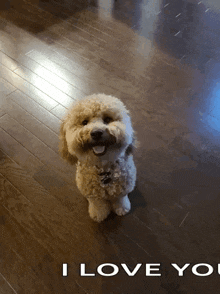 a small dog is standing on a wooden floor with the words " i love you " written below it