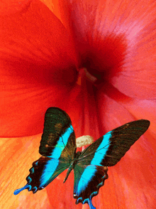 a blue and black butterfly is sitting on a flower