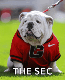 a bulldog wearing a red nike shirt with the letter g on the front