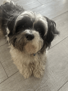 a small black and white dog laying on a wood floor