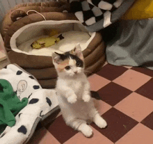 a calico cat is standing on its hind legs in front of a dog bed