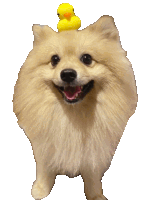 a dog with a yellow rubber duck on top of its head