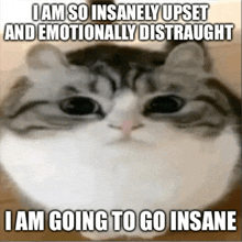 a cat with the words i am so insanely upset and emotionally distraught i am going to go insane on it