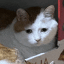 a brown and white cat is sitting in a box .