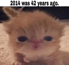 a kitten is laying on the floor with the caption 2014 was 42 years ago .