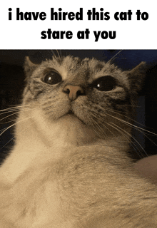 a picture of a cat with a caption that says i have hired this cat to stare at you