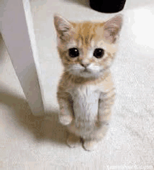 a kitten is standing on its hind legs on a carpet .