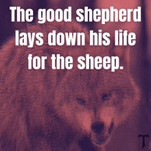 a wolf with the words the good shepherd lays down his life for the sheep below it