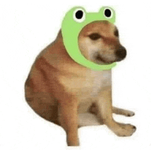 a dog wearing a frog hat is sitting down on a white background .