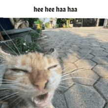 a cat is yawning on a brick sidewalk with the words hee hee haa haa above it .