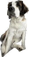 a brown and white dog with a white background