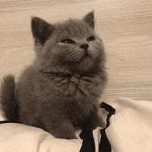 a small gray kitten is sitting on a white blanket looking up at the camera .