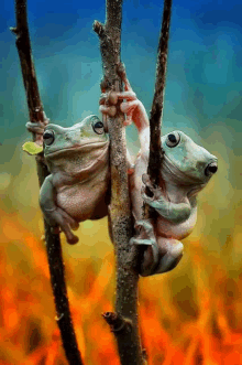 two frogs are hanging from a tree branch