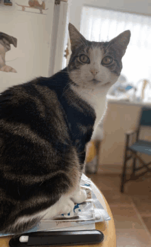 a cat is sitting on a table in front of a refrigerator and looking at the camera