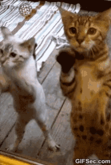 two cats standing on their hind legs in front of a mirror with gifsec.com written on the bottom right