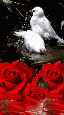 a couple of white birds are sitting on a rock next to red roses