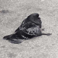 a pigeon is laying on the ground with its head on its knees .