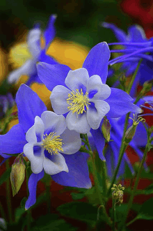 blue and white flowers with a yellow center