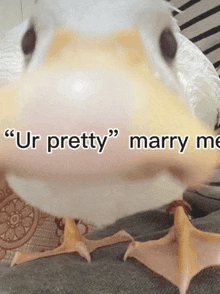 a close up of a duck with the words " ur pretty " marry me