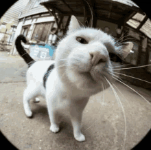 a white cat standing in front of a building with a sign that says ' ee ' on it