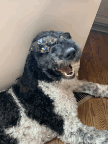 a black and white dog wearing sunglasses laying on a wooden floor