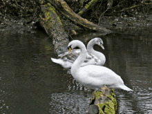 two swans standing on a log in the water