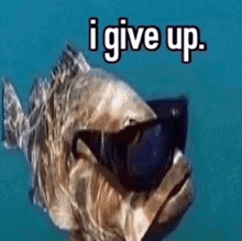 a fish wearing sunglasses and the words `` i give up ''