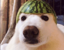 a white dog wearing a watermelon hat on its head